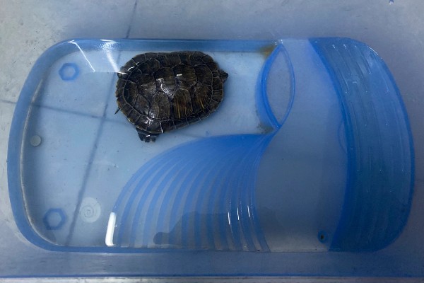 乌龟需要水养吗，是需要水养的