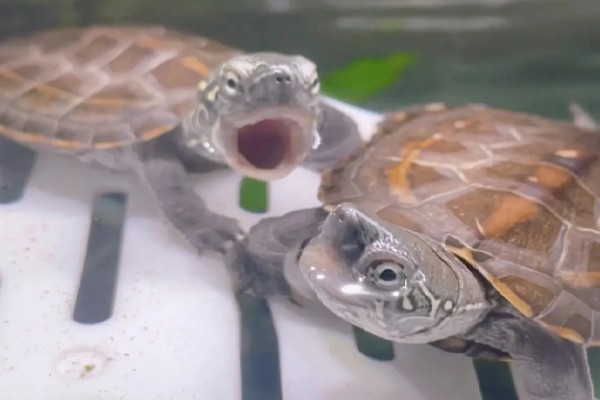 乌龟需要水养吗，是需要水养的