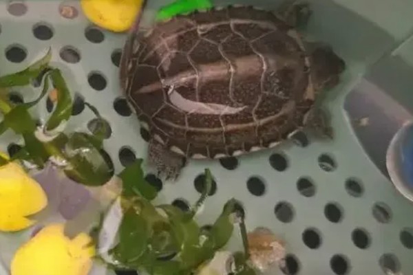 乌龟需要水养吗，是需要水养的