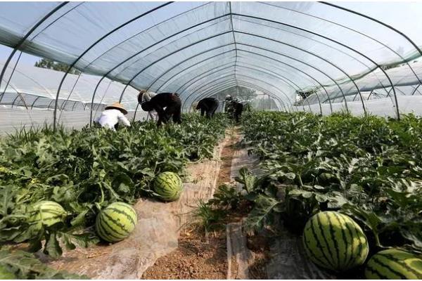 12月份能不能种西瓜,适合用大棚或暖棚种植