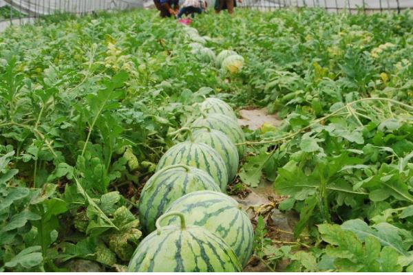 12月份能不能种西瓜,适合用大棚或暖棚种植