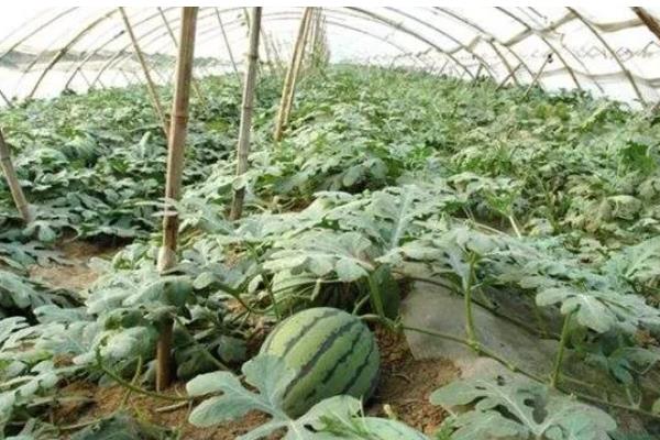 12月份能不能种西瓜,适合用大棚或暖棚种植