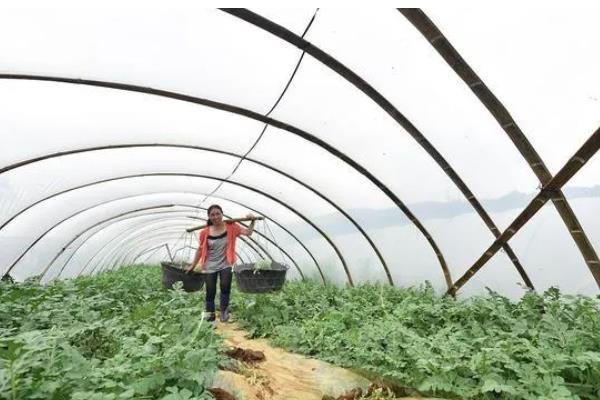 12月份能不能种西瓜,适合用大棚或暖棚种植