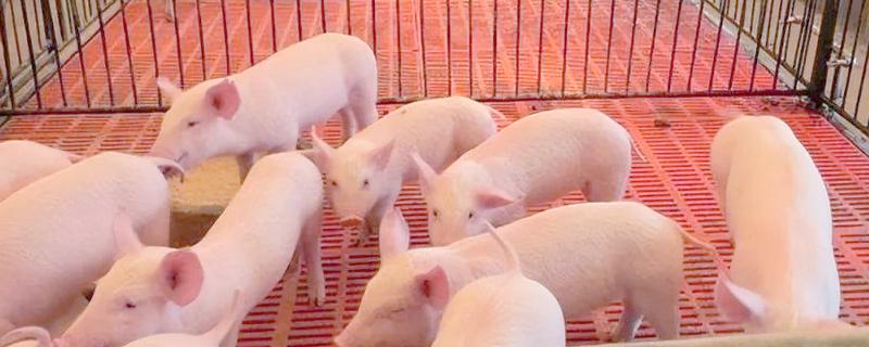 育肥猪怎么喂才长得快，一定要选择好的猪饲料