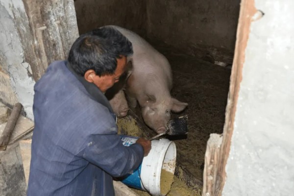 育肥猪怎么喂才长得快,一定要选择好的猪饲料