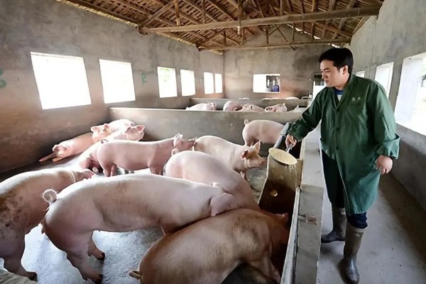 育肥猪怎么喂才长得快,一定要选择好的猪饲料