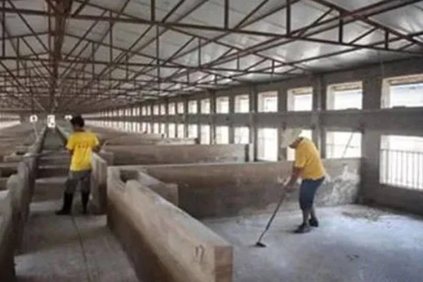 育肥猪怎么喂才长得快,一定要选择好的猪饲料