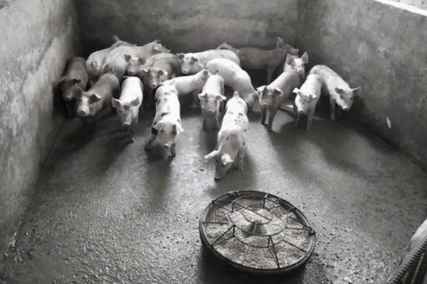 育肥猪怎么喂才长得快,一定要选择好的猪饲料