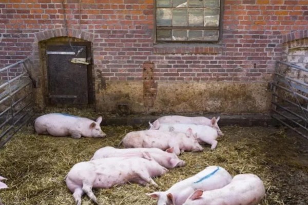 育肥猪怎么喂才长得快,一定要选择好的猪饲料