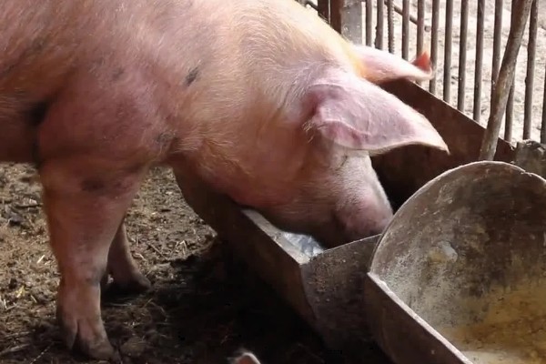 育肥猪怎么喂才长得快,一定要选择好的猪饲料