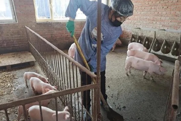 育肥猪怎么喂才长得快,一定要选择好的猪饲料