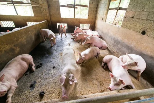育肥猪怎么喂才长得快,一定要选择好的猪饲料