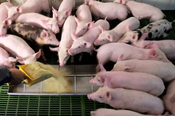 育肥猪怎么喂才长得快,一定要选择好的猪饲料