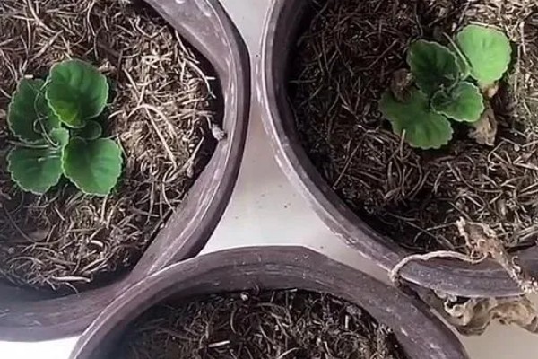 芙蓉花的繁殖方法，可分株也可叶插