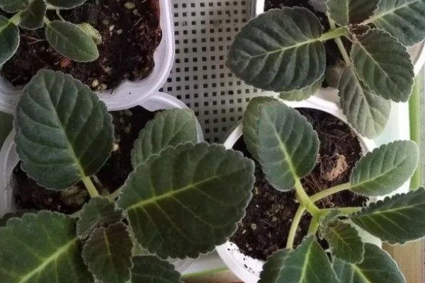 芙蓉花的繁殖方法，可分株也可叶插