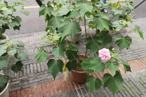 芙蓉花的繁殖方法，可分株也可叶插