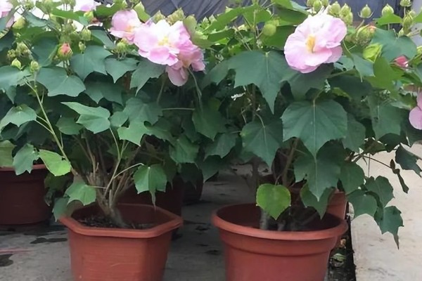 芙蓉花的繁殖方法，可分株也可叶插