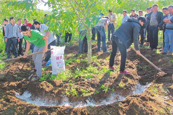 使用硝硫基复合肥要注意什么,收获前20天不能使用