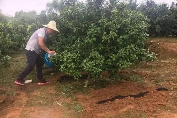 使用硝硫基复合肥要注意什么,收获前20天不能使用