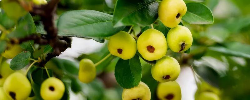 海棠果的防虫方法，出现红蜘蛛和蚜虫可喷施吡虫啉