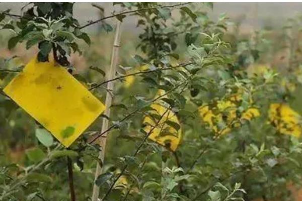 海棠果的防虫方法，出现红蜘蛛和蚜虫可喷施吡虫啉