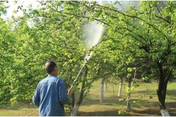 海棠果的防虫方法，出现红蜘蛛和蚜虫可喷施吡虫啉
