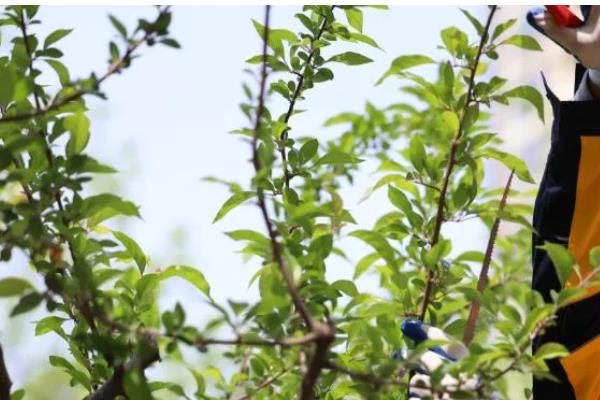 海棠果的防虫方法，出现红蜘蛛和蚜虫可喷施吡虫啉