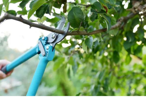 海棠果的防虫方法，出现红蜘蛛和蚜虫可喷施吡虫啉