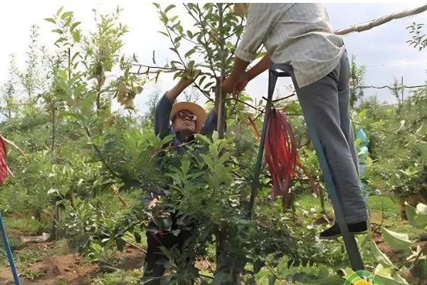 海棠果的防虫方法，出现红蜘蛛和蚜虫可喷施吡虫啉