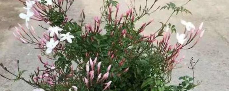素馨花能不能在室外过冬，可以在室外过冬