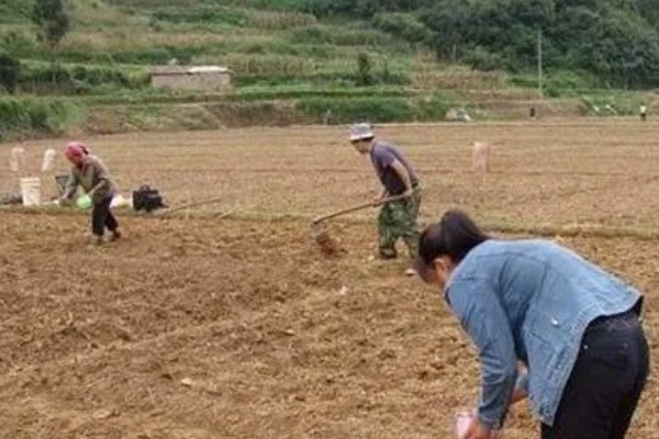 素馨花能不能在室外过冬，可以在室外过冬