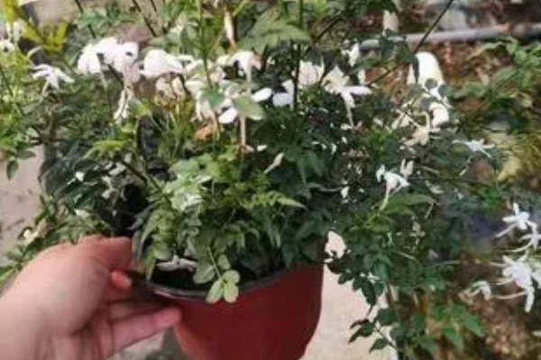 素馨花能不能在室外过冬，可以在室外过冬