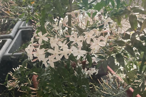 素馨花能不能在室外过冬，可以在室外过冬