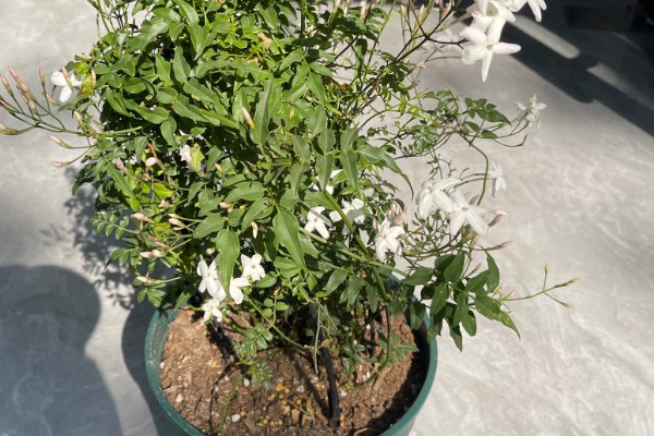 素馨花能不能在室外过冬，可以在室外过冬