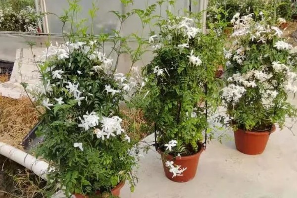 素馨花能不能在室外过冬，可以在室外过冬