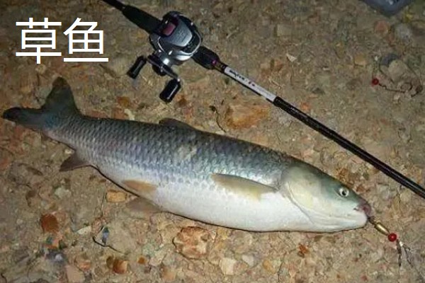 4.0号主线搭配几号子线，与3号子线一起使用较合适
