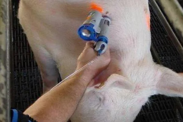 母猪什么时候驱虫,一般在3月份、7月份、11月份进行