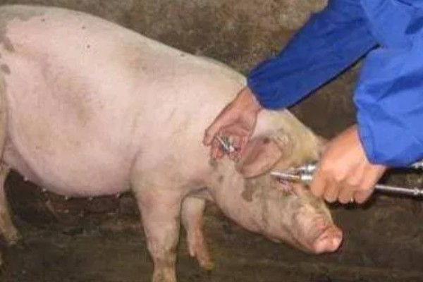 母猪什么时候驱虫,一般在3月份、7月份、11月份进行