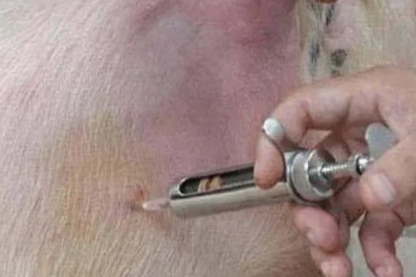 母猪什么时候驱虫,一般在3月份、7月份、11月份进行