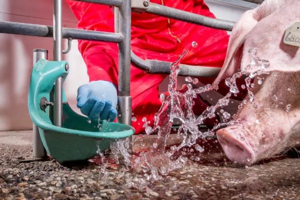 母猪什么时候驱虫,一般在3月份、7月份、11月份进行