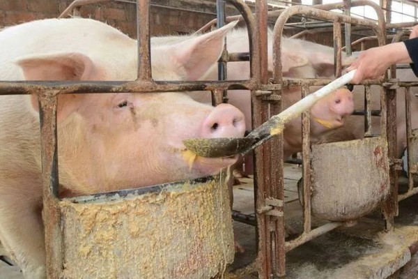 母猪什么时候驱虫,一般在3月份、7月份、11月份进行