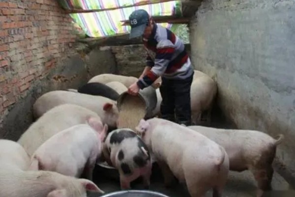 母猪什么时候驱虫,一般在3月份、7月份、11月份进行