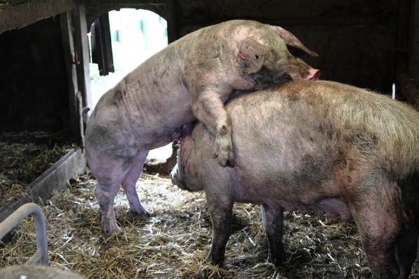 母猪什么时候驱虫,一般在3月份、7月份、11月份进行