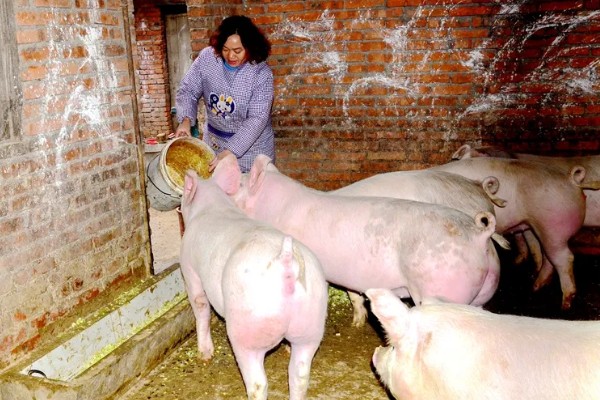 母猪什么时候驱虫,一般在3月份、7月份、11月份进行