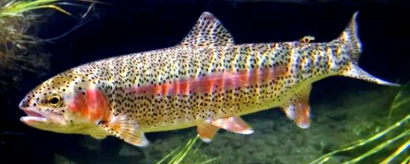 虹鳟鱼的外观，成熟后身上会出现彩虹带