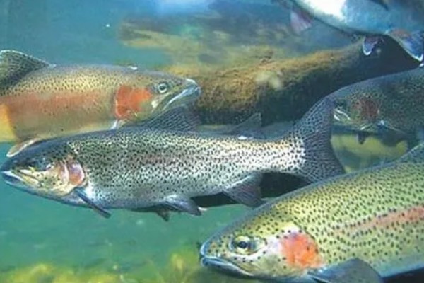 虹鳟鱼的外观，成熟后身上会出现彩虹带