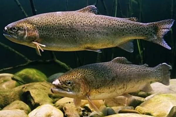 虹鳟鱼的外观，成熟后身上会出现彩虹带