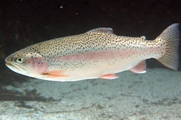 虹鳟鱼的外观，成熟后身上会出现彩虹带