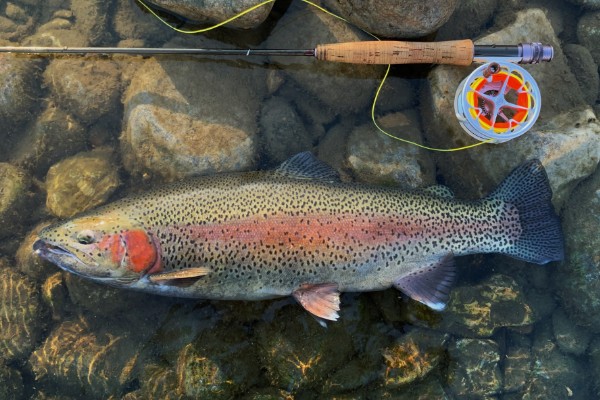 虹鳟鱼的外观，成熟后身上会出现彩虹带