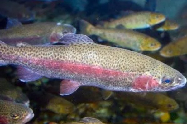 虹鳟鱼的外观，成熟后身上会出现彩虹带